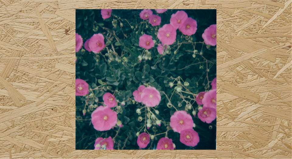 "Like Wildfire In the Moonlight" in support for Health Justice Commons